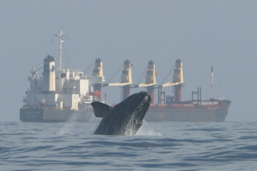 North Atlantic right whale near a ship. Florida Fish and Wildlife Conservation Commission, via NOAA